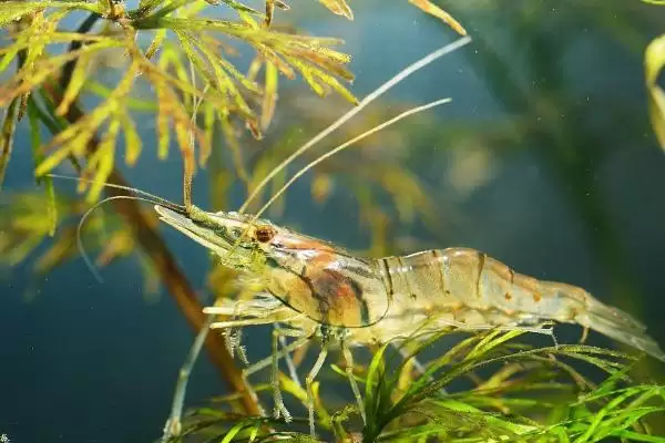 抓来小河虾养殖的方法和要点？养殖抓来小河虾需掌握哪些方法？插图1