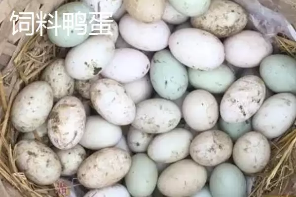 图片[4]-土鸭蛋的价格？了解土鸭蛋价格要分析哪些市场供需和品质影响因素？-会东网
