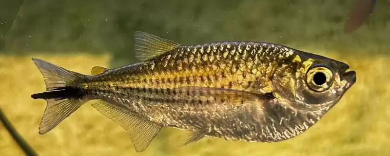 鱼是白天睡觉还是晚上睡觉?鱼睡眠习性与养鱼重点细节?插图 鱼是白天睡觉还是晚上睡觉?鱼睡眠习性与养鱼重点细节?插图