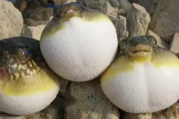 人工养殖的河豚有毒吗？判断人工养殖河豚是否有毒要注意什么？插图3