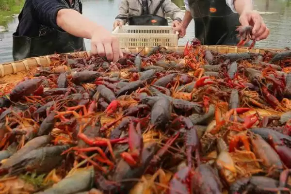 龙虾的生长周期时长 ,龙虾人工养殖 6 个月成熟的原因?插图3 龙虾的生长周期时长 ,龙虾人工养殖 6 个月成熟的原因?插图3