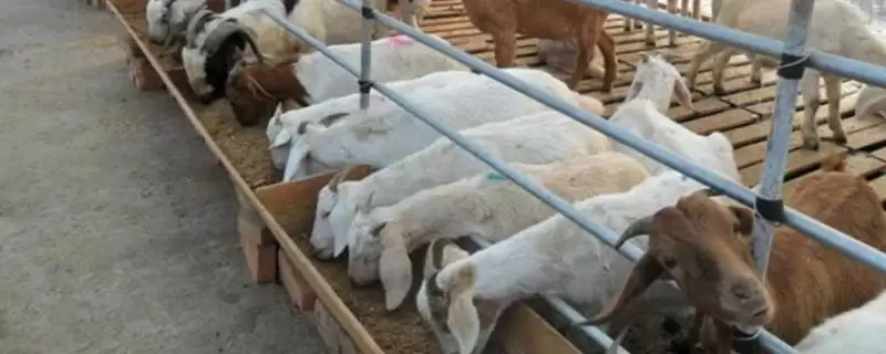 建设标准化养羊场的原则 ,建设羊场有哪些标准化原则-会东网