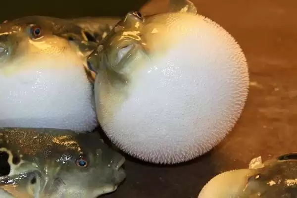 人工养殖的河豚有毒吗？判断人工养殖河豚是否有毒要注意什么？插图1