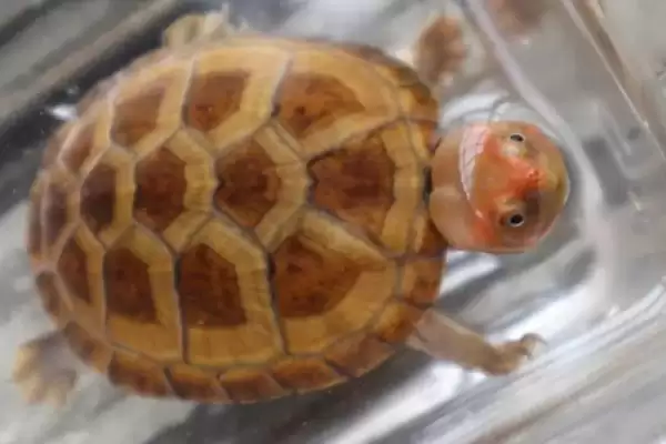 深水蛋龟的品种?认识深水蛋龟品种要了解哪些关键的品种信息?插图4 深水蛋龟的品种?认识深水蛋龟品种要了解哪些关键的品种信息?插图4