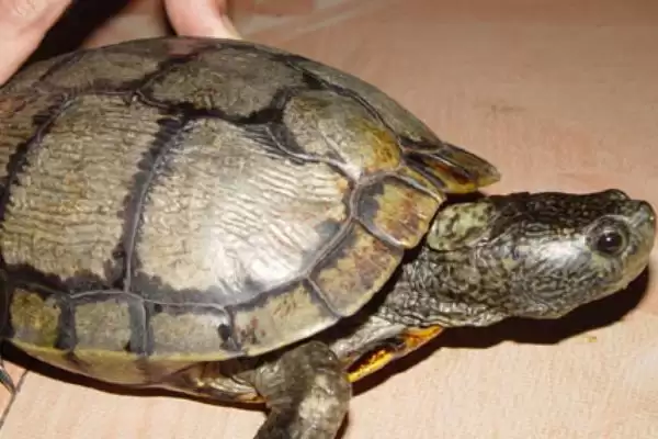 什么是古巴彩龟？了解古巴彩龟要知晓哪些关键的生物特性和分布？插图2