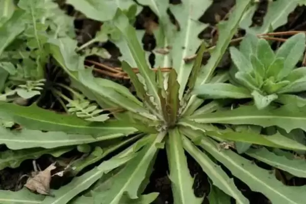 苦草的植物属性 ,苦草为什么是多年生植物呢?插图1 苦草的植物属性 ,苦草为什么是多年生植物呢?插图1