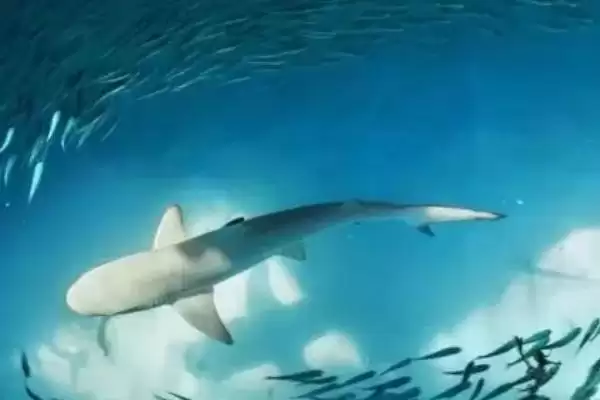 鲨鱼会不会游到浅水区?鲨鱼习性知识与养鱼关键细节?插图2 鲨鱼会不会游到浅水区?鲨鱼习性知识与养鱼关键细节?插图2
