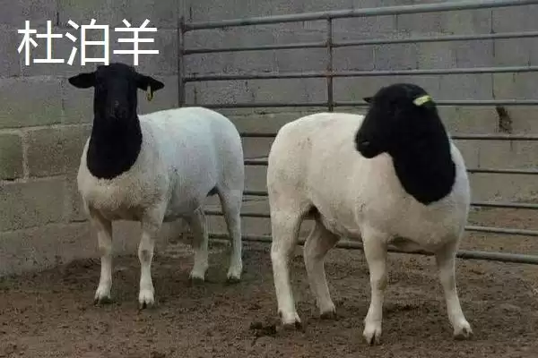 图片[10]-南方养羊品种推荐：黑山羊、南江黄羊、黄淮山羊的优势-会东网