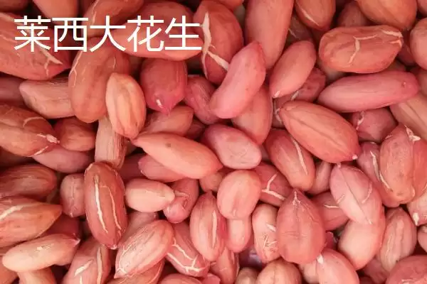 图片[2]-山东莱西的特产有哪些？特产知识与养鱼方法要点？-会东网