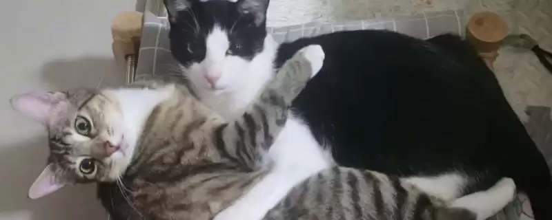 让猫咪粘人的方法和重点？让猫咪粘人要做好哪些细节？-会东网