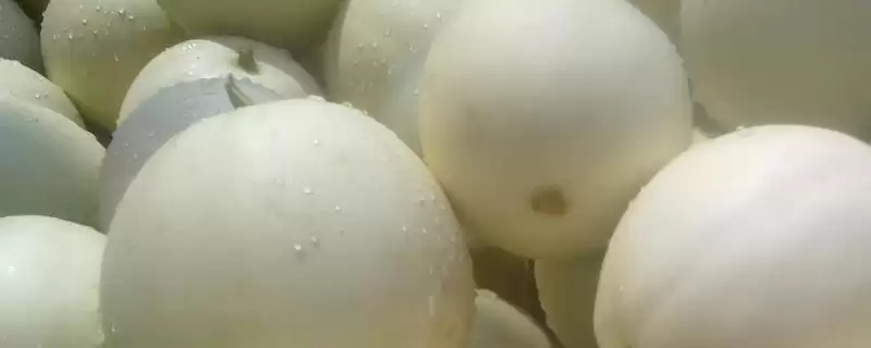 南方甜瓜种植品种优选:香妃、橙露、羊角蜜的种植指南-会东网