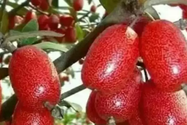 图片[3]-了解羊奶果生长环境的方法和重点？了解羊奶果生长环境要做好哪些细节？-会东网