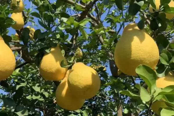 认识柚子常见品种的方法和重点?认识柚子常见品种要做好哪些细节?插图1 认识柚子常见品种的方法和重点?认识柚子常见品种要做好哪些细节?插图1