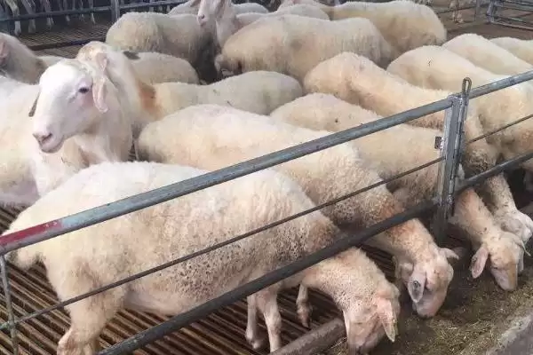 养羊注意问题的方法和重点?养羊注意问题要做好哪些细节?插图1 养羊注意问题的方法和重点?养羊注意问题要做好哪些细节?插图1