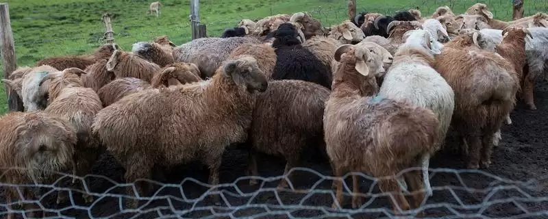 了解羊出栏时间的方法和重点?了解羊出栏时间要做好哪些细节?-会东网