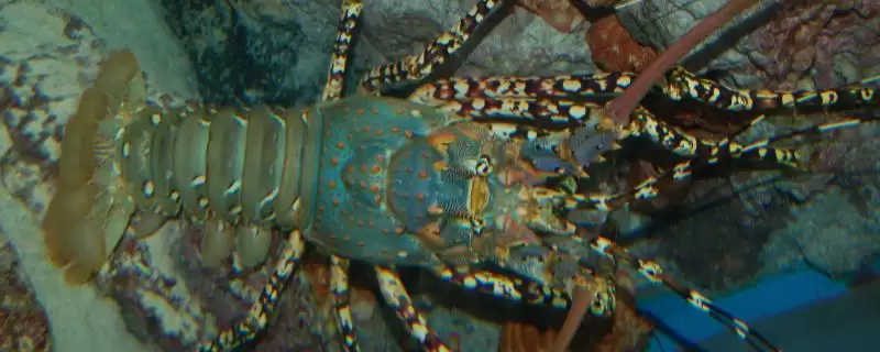 锦绣龙虾的产地 ,锦绣龙虾在我国主产于哪里呢-会东网