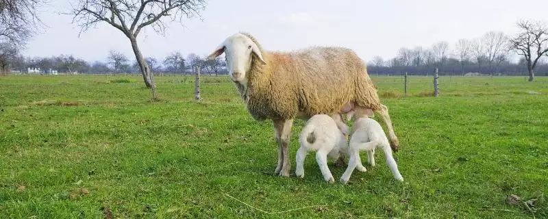 小羊不吃奶的处理方法和要点?处理小羊不吃奶问题需注意哪些关键?-会东网