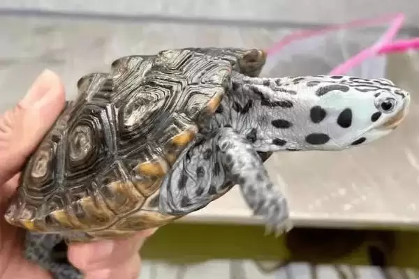 钻纹龟种类属性的要点和解读？解读钻纹龟种类需注意什么？插图2