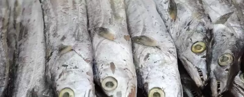 只有一根主刺的鱼是什么?鱼类特征知识与养鱼重点细节?插图 只有一根主刺的鱼是什么?鱼类特征知识与养鱼重点细节?插图