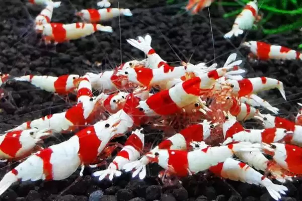 水晶虾好不好养？判断水晶虾养殖难度要考虑哪些养殖环境和习性因素？插图3