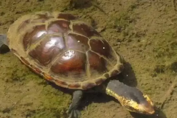 深水蛋龟的品种?认识深水蛋龟品种要了解哪些关键的品种信息?插图3 深水蛋龟的品种?认识深水蛋龟品种要了解哪些关键的品种信息?插图3