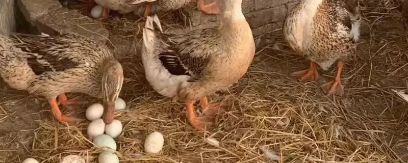 了解鸭子养多久能下蛋的方法和重点？了解鸭子养多久能下蛋要做好哪些细节？-会东网