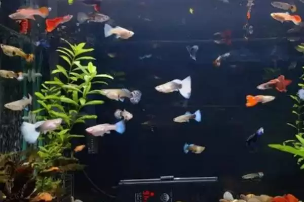 图片[4]-鱼会得抑郁症吗？鱼的心理状态与养鱼关键细节？-会东网