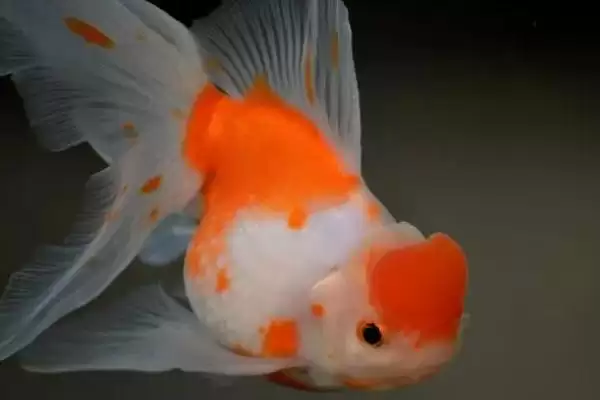 小金鱼能否晒太阳的要点和判断？判断小金鱼光照需求需注意什么？插图3