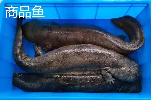 图片[6]-娃娃鱼商品鱼和种鱼的鉴别方法是什么？娃娃鱼种鱼鉴别方法与养鱼要点？-会东网