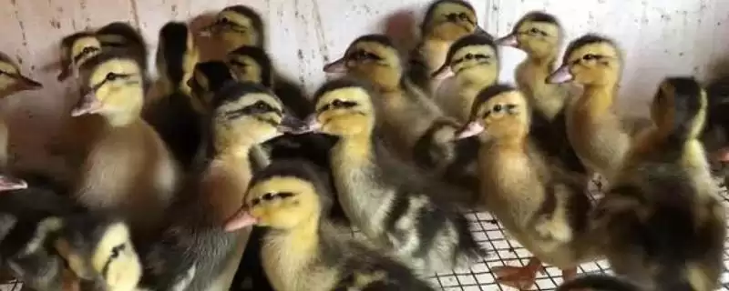 小鸭子养殖的方法和要点？养殖小鸭子要掌握哪些关键技术环节？-会东网