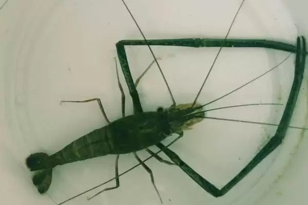 了解中华小长臂虾食物的方法和重点?了解中华小长臂虾食物要做好哪些细节?插图1 了解中华小长臂虾食物的方法和重点?了解中华小长臂虾食物要做好哪些细节?插图1