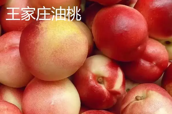 图片[7]-山东莱西的特产有哪些？特产知识与养鱼方法要点？-会东网