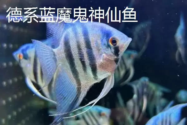 图片[5]-熊猫神仙鱼产地在哪？鱼类产地知识与养鱼重点方法？-会东网
