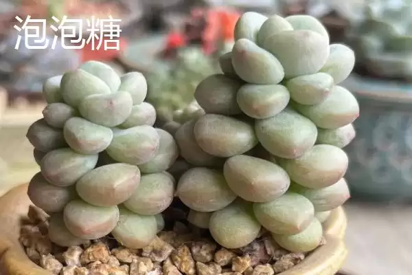 图片[4]-鱼子酱与洛可可、泡泡糖、达芙妮有何区别？鱼子酱知识与养鱼重点？-会东网