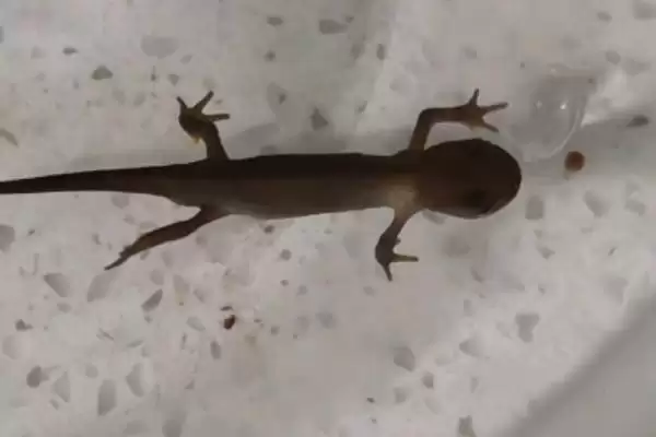 蝾螈怎么养？养殖蝾螈要遵循哪些科学的饲养方法？插图2