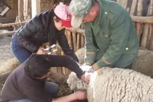 图片[3]-了解羊春季打疫苗的方法和重点？了解羊春季打疫苗要做好哪些细节？-会东网