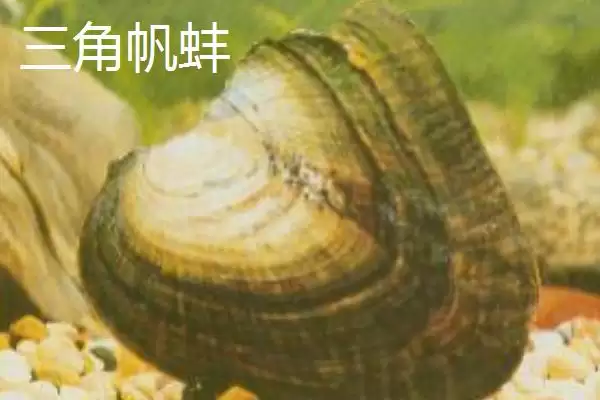 图片[4]-圆顶珠蚌产地在哪？圆顶珠蚌产地知识与养鱼要点？-会东网