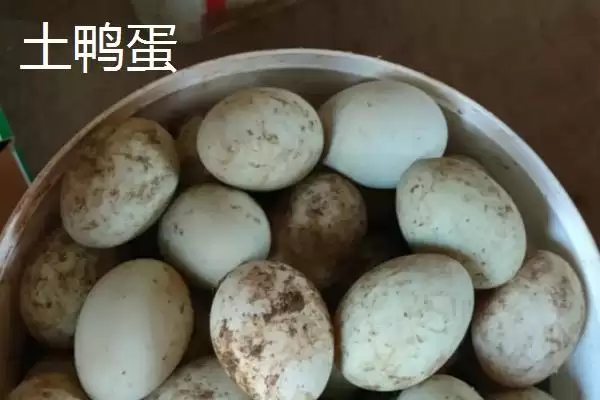 图片[3]-土鸭蛋的价格？了解土鸭蛋价格要分析哪些市场供需和品质影响因素？-会东网