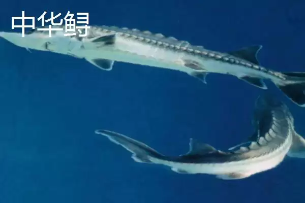 图片[5]-鲟鳇鱼和中华鲟区别是啥？鱼类辨别与养鱼重点事项？-会东网