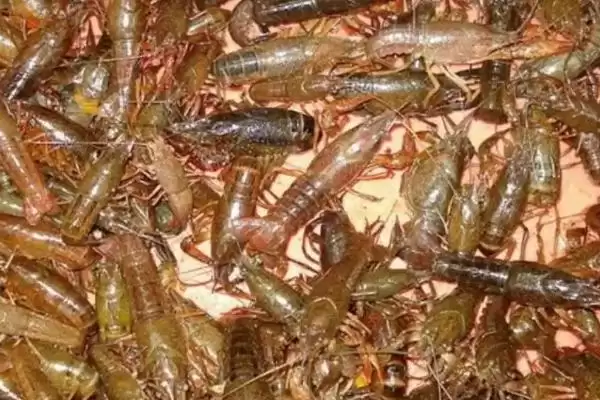 图片[3]-养10亩龙虾能赚多少钱？龙虾养殖收益与养鱼要点？-会东网