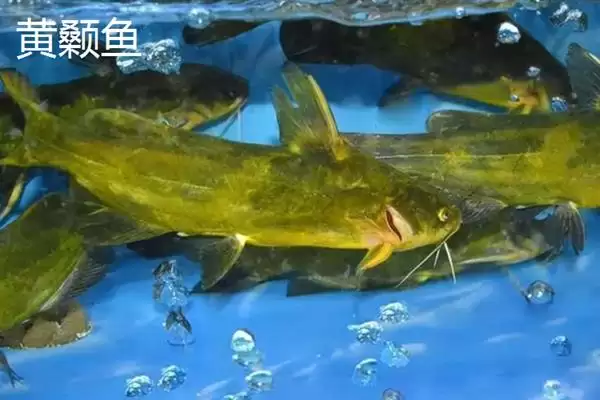 图片[11]-凶猛淡水鱼有哪些品种？鱼类认知与养鱼细节讲解？-会东网