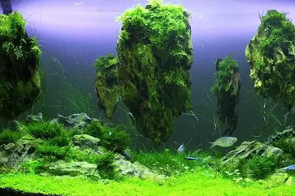 图片[6]-水草的养殖技术是什么？水草养殖技术与养鱼方法要点？-会东网