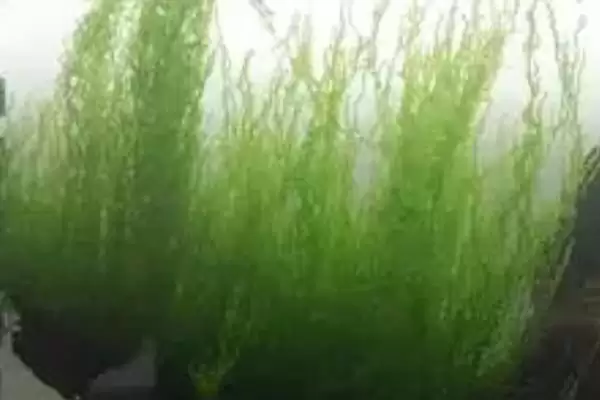 图片[7]-水草的养殖技术是什么？水草养殖技术与养鱼方法要点？-会东网