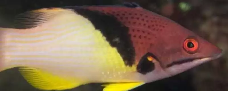 三色龙鱼好不好养？三色龙鱼养殖难度与养鱼关键细节？-会东网