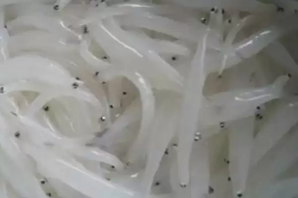 图片[3]-银鱼产地在哪？银鱼产地知识与养鱼方法重点？-会东网