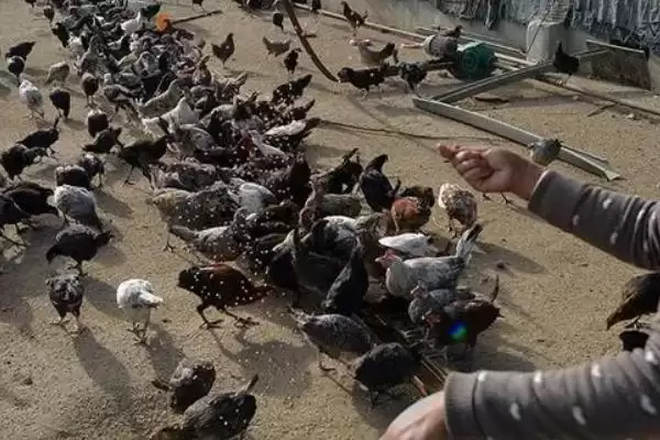 图片[3]-生鱼能否直接喂鸡？生鱼用途知识与养鱼关键细节？-会东网