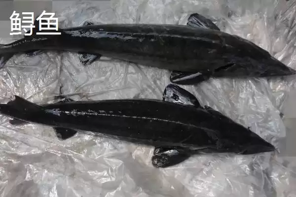 图片[5]-养殖的中华鲟能不能吃？中华鲟养殖与养鱼关键细节？-会东网
