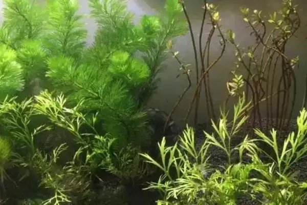 图片[9]-水草的养殖技术是什么？水草养殖技术与养鱼方法要点？-会东网