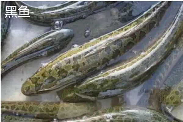 图片[4]-凶猛淡水鱼有哪些品种？鱼类认知与养鱼细节讲解？-会东网