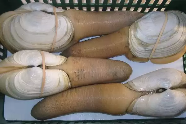 图片[2]-象牙蚌的价格是多少？象牙蚌价格认知与养鱼重点事项解读？-会东网